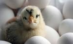 Caz uluitor în Sri Lanka: O găină a NĂSCUT un pui viu