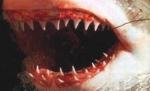 Monstrul din ocean care provoacă teroare în Africa de Sud. Un bărbat a fost sfâşiat