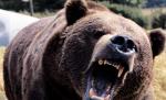 Tragedie la o grădină zoologică din Japonia. Două femei au fost ucise de câţiva urşi scăpaţi din cuşti 