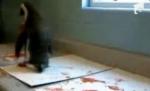 Primele opere ale pinguinului pictor, de vânzare