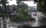 Acoperişurile blocurilor păreau coli de hârtie, iar pomii se rupeau ca beţele de chibrituri în faţa vijeliei. Vezi bilanţul dezastrului