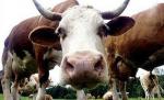 Alertă în SUA. Boala vacii nebune, depistată la o fermă din California