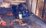 Un container cu o motocicletă Harley Davidson pierdută la tsunamiul din Japonia a ajuns în Canada