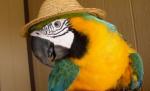 Un papagal rătăcit a fost înapoiat stăpânei sale după ce le-a spus poliţiştilor adresa acesteia