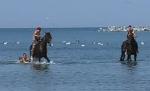 Mamaia, staţiunea de lux unde caii fac baie în mare laolaltă cu turiştii. Oare e ilegal? Dar sănătos?