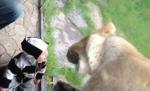 Părinţi amuzaţi la grădina zoologică: Un leu nu reuşeşte să ajungă la copilul lor
