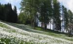 Mii de flori au fost adunate la Sărbătoarea narciselor din Negraşi 