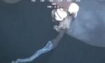O creatură misterioasă a fost văzută plutind în apele Oceanului. Cercetorii nu o pot explica