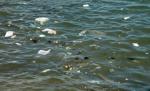 Apocalipsa de plastic: Deşeurile din Oceanul Pacific, de 100 de ori  mai multe ca acum 40 de ani