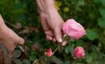 Trandafirii de pe bulevardele din Bucureşti, furaţi fără jenă în văzul tuturor