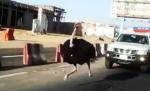 Ultima vietate pe care te-ai aştepta să o vezi în traficul aglomerat, depăşind maşinile