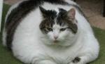 Garfield de China. Motanul supraponderal, plătit cu 160 dolari de fiecare dată când devine tată
