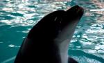 Masacru în Marea Neagră. 18 delfini, printre care şi pui, şi-au găsit sfârşitul în plasele braconierilor