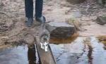 Să mai zică cineva că pisicile nu sunt inteligente! Cel mai simpatic mod în care poate fi traversat un "pod"
