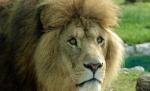 Un bărbat a fost atacat de un leu la ZOO Braşov. Omul se află în afara oricărui pericol