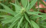 Descoperire halucinantă. 4 TONE de marijuana plutind în largul oceanului