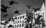 Coşmarul devenit realitate. 10 persoane au fost atacate de corbi care se comportă ciudat