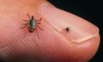Încă cinci oameni, diagnosticaţi cu boala Lyme. Amplă campanie de dezinsecţie la Braşov