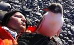 Alertă de drăgălăşenie! Vă veţi dori să fiţi în locul lui. Prima întâlnire dintre un pui de pinguin şi un om