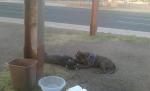 Poza care demonstrează că animalele au suflet. Povestea acestei imagini te va impresiona până la lacrimi