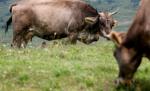 Ucis de animale! Un copil de 5 ani a murit călcat de vitele părinţilor, speriate de furtună