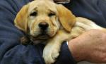 SUA. Un labrador a devenit erou după ce şi-a salvat familia dintr-un incendiu