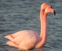 2 flamingi roz homosexuali au adoptat un pui