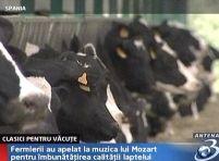 Mozart pentru 700 de văcuţe spaniole