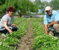 Căpşunarii, în pericol să-şi piardă posturile: Spania reduce cu 35% locurile de muncă pentru imigranţi
