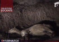 Iapă gestantă, lăsată să moară în chinuri la marginea Reşiţei (IMAGINI ŞOCANTE)