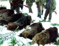 Vănătoarea organizată de Ion Ţiriac, la final. 250 de mistreţi au fost împuşcaţi
