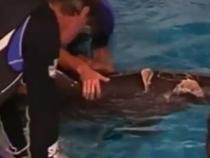Prietenul la nevoie se cunoaşte: Un delfin şi-a escortat un seamăn rănit de rechin (VIDEO)