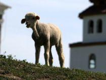 Scăderea vânzărilor ar putea duce la ieftinirea cărnii de miel