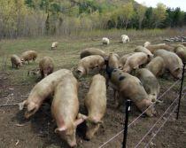 Virusul gripei porcine se extinde. Japonia, Coreea de Sud şi China, în stare de alertă