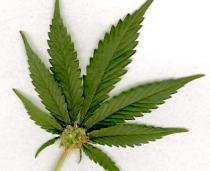 Economia SUA, pusă pe picioare cu ajutorul marijuanei (VIDEO)