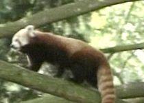 Urs panda cu blana roşie, la Grădina Zoologică din Varşovia (VIDEO)
