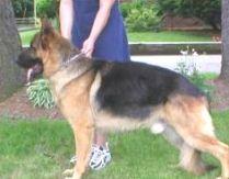 Virusul gripei canine îi îngrijorează pe veterinarii americani 