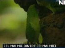 Cel mai mic papagal din lume, filmat pentru prima oară în mediul său natural (VIDEO)