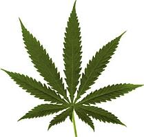 Londra: scandal experţi-guvern pe tema politicii pentru marijuana
