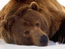 SUA. Un băieţel de 11 ani a împuşcat un urs pentru a-şi proteja surorile mai mici