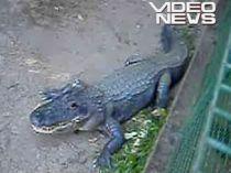 Un aligator a ieşit la plimbare pe străzile din Florida