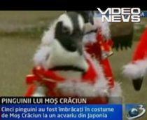 Pinguinii din Japonia vor să fie Moş Crăciun (VIDEO)