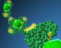 Nanosenzorii, utilizaţi cu succes la detectarea rapidă a cancerului