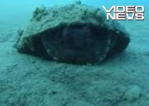 Caracatiţa ?isteaţă?: Foloseşte nucile de cocos pe post de scut (VIDEO)