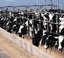 SUA se bazează pe vaci pentru a salva planeta: Acord pentru reducerea emisiilor de la ferme
