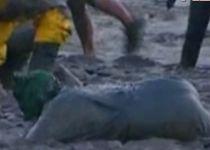 Cursă anuală prin noroi, organizată în Marea Britanie (VIDEO)