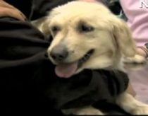 Canada. Un golden retriever a salvat de la morate un copil atacat de o pumă (VIDEO)