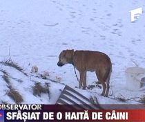 Un bărbat, omorât de o haită de câini care păzeau un iaz privat