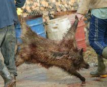 Peste 160 de mistreţi, împuşcaţi de invitaţii lui Ion Ţiriac, la Balc