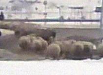 Cu oile pe Autrostrada Soarelui: Doi ciobani încurcă traficul, în drum spre stână (VIDEO)
